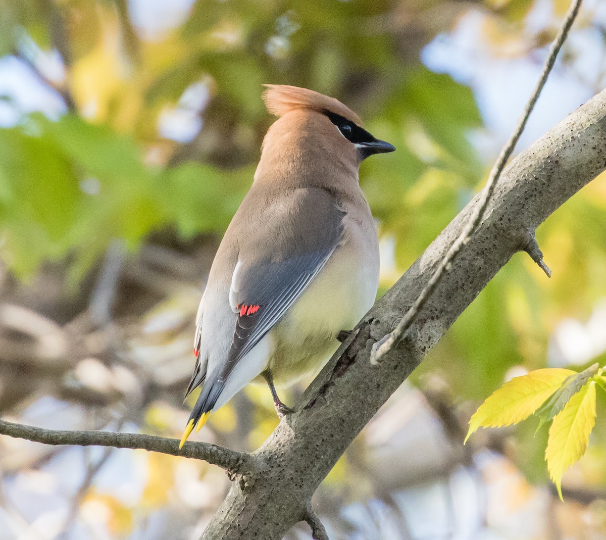 Cedar Waxwing - ML238715981