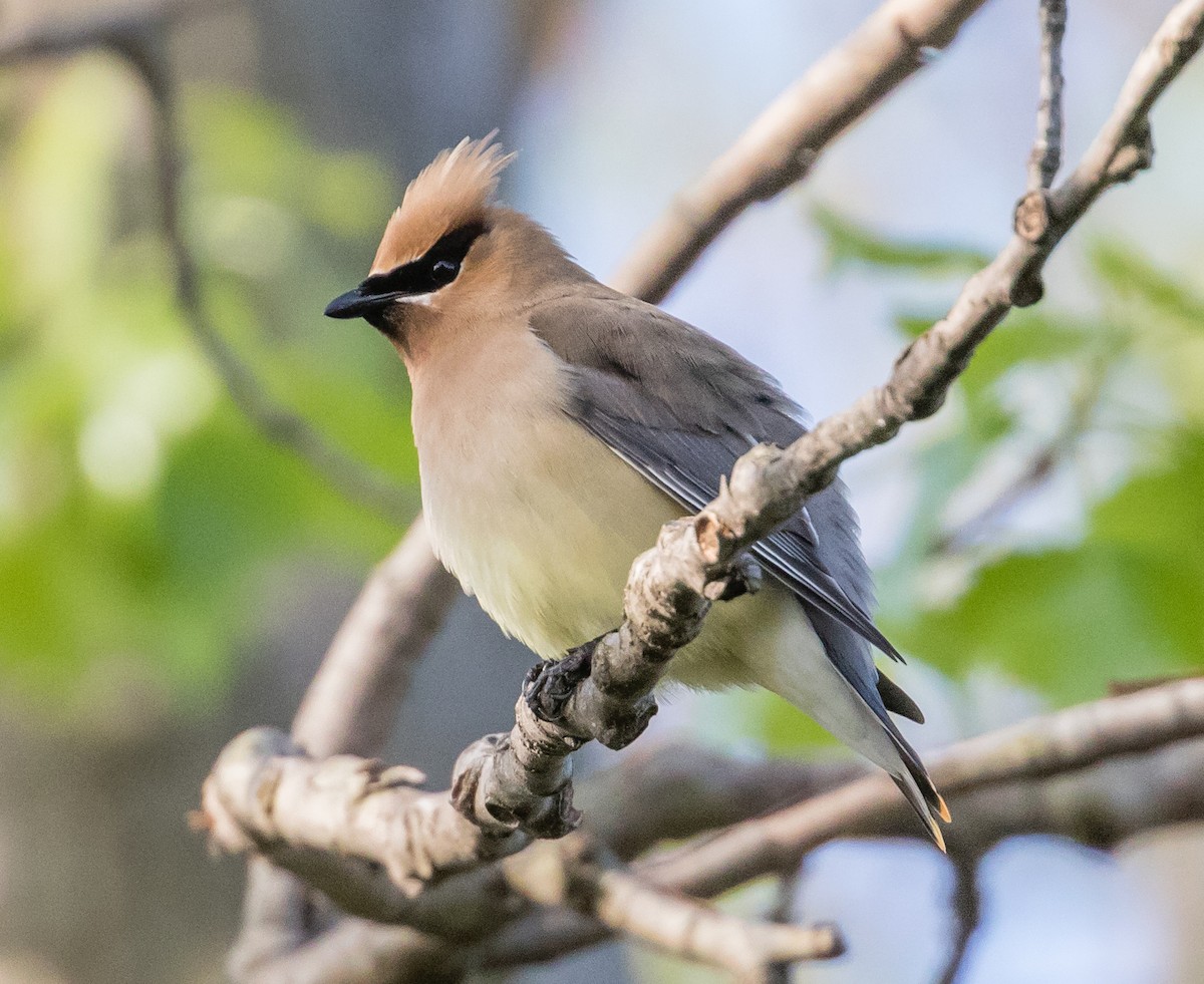 Cedar Waxwing - ML238715991