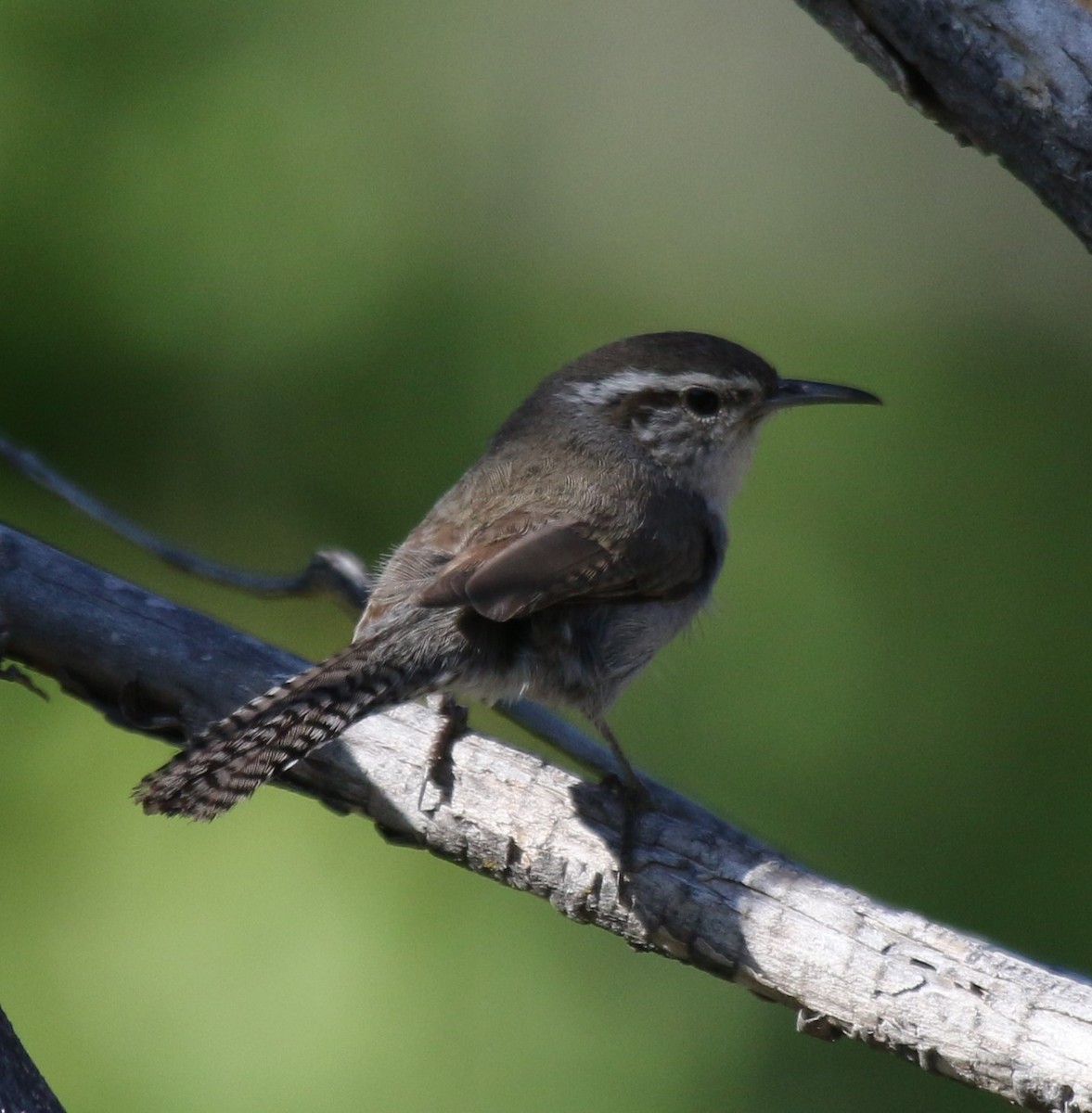 Bewick's Wren - ML238716951
