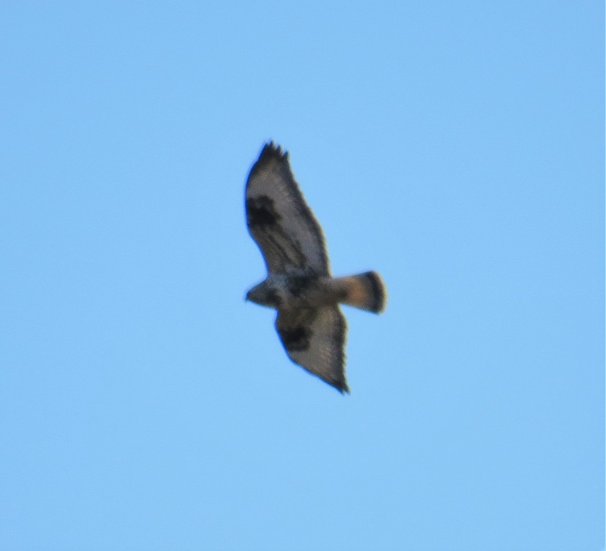 Rough-legged Hawk - Robin Wolcott