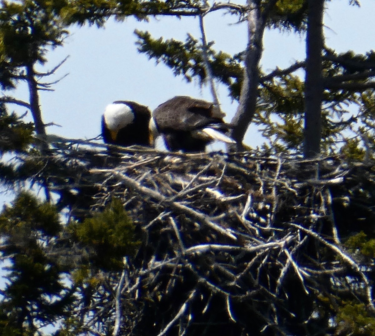 Bald Eagle - Roberta Sharp