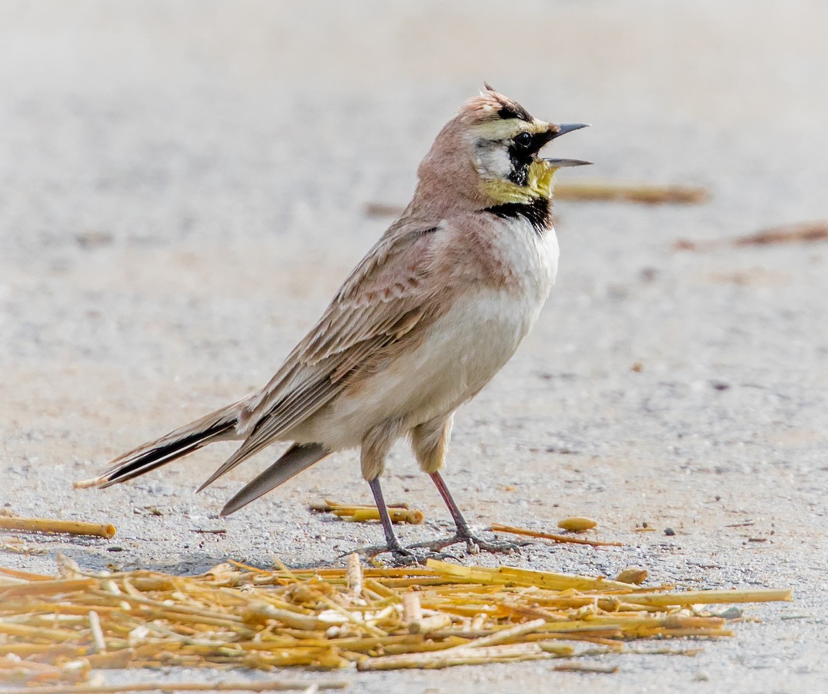 Horned Lark - ML238717311