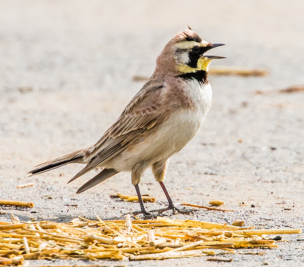 Horned Lark - ML238717421