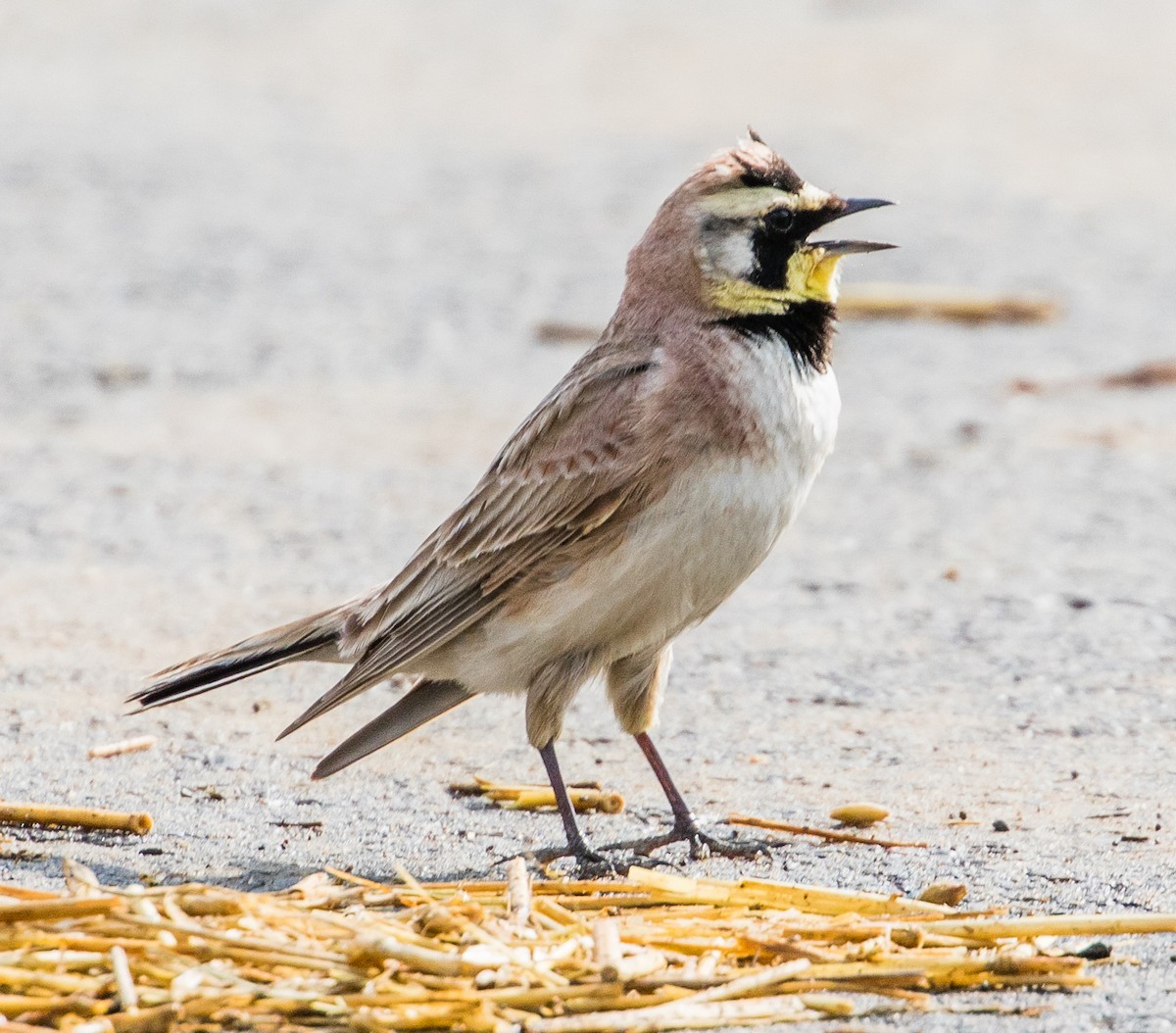 Horned Lark - ML238717441