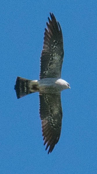 Mississippi Kite - John Salisbury