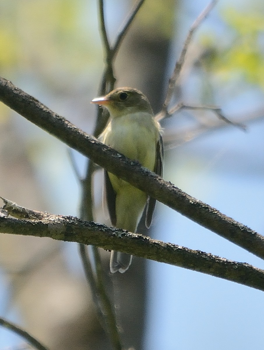 Acadian Flycatcher - ML238720261