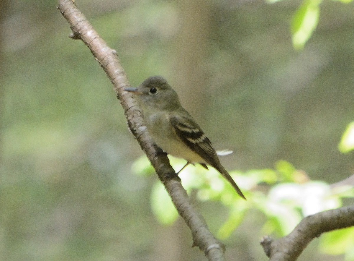 Acadian Flycatcher - ML238722201