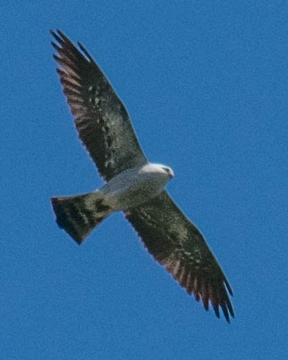 Mississippi Kite - ML238722551