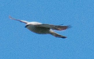 Mississippi Kite - John Salisbury