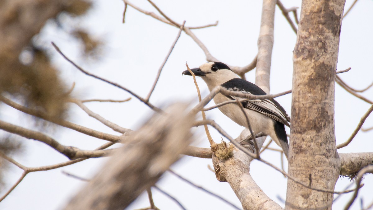 Hook-billed Vanga - ML238723821