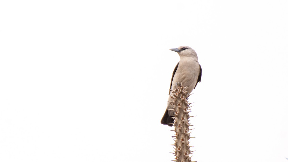 White-headed Vanga - ML238723861