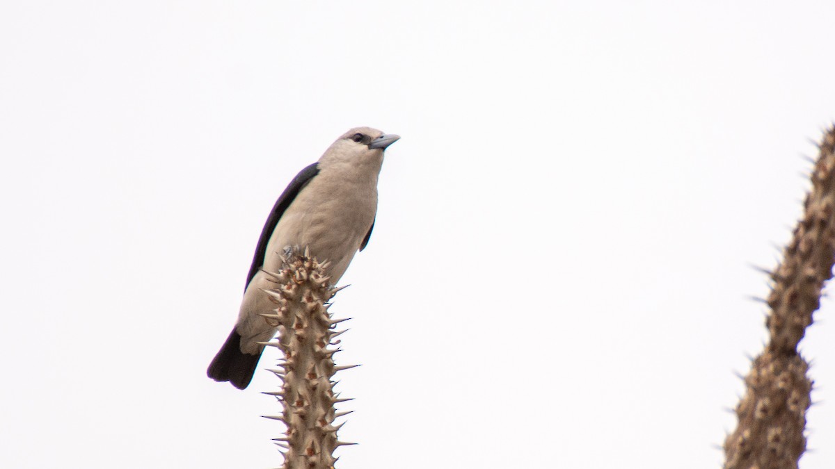 White-headed Vanga - ML238723871