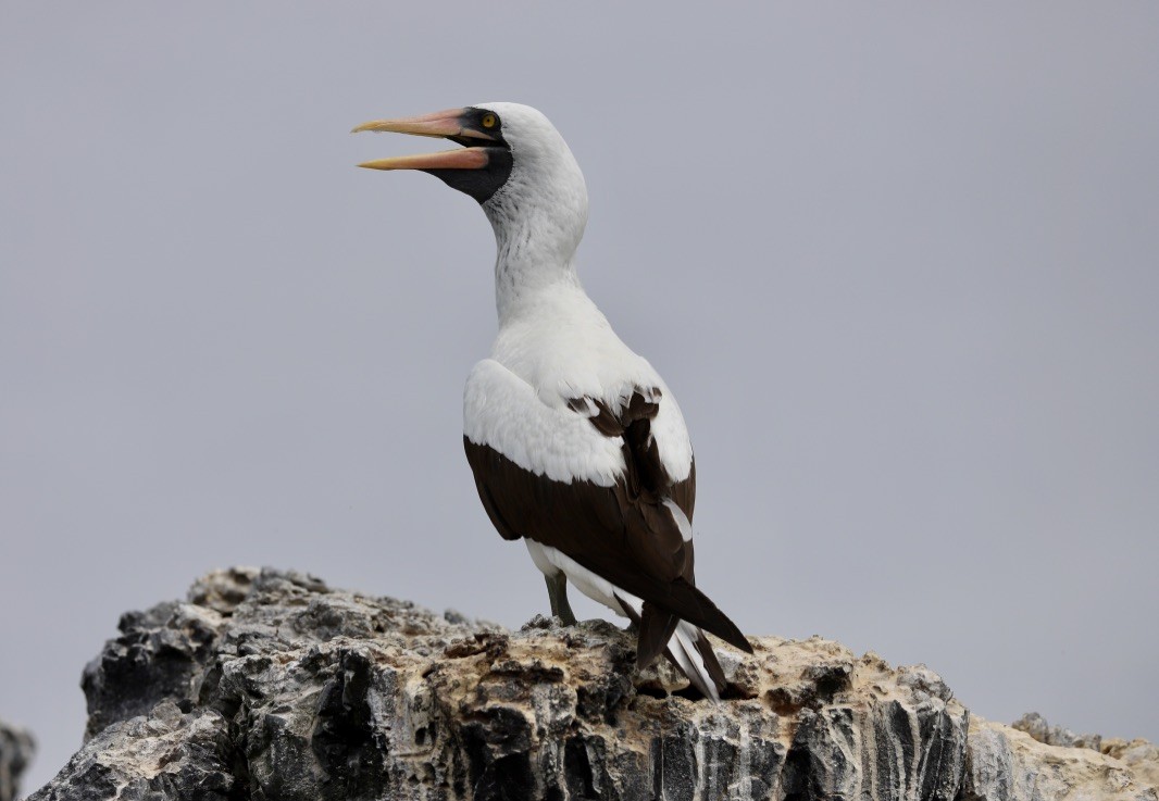 Nazca Booby - Paul Morf