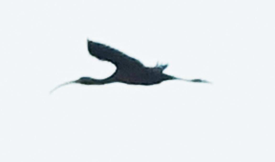ibis hnědý/americký - ML238724631
