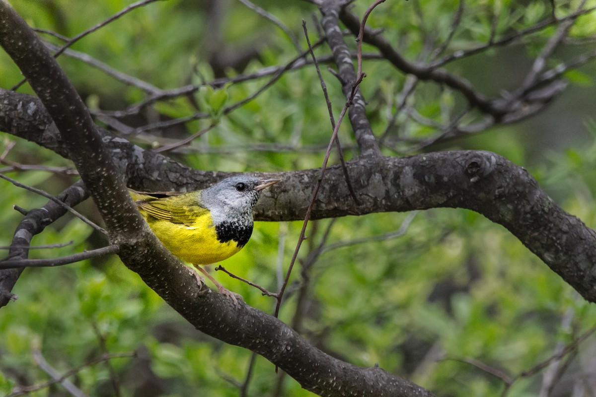 Mourning Warbler - Serena Pedane