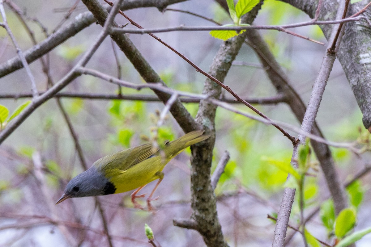 Mourning Warbler - Serena Pedane