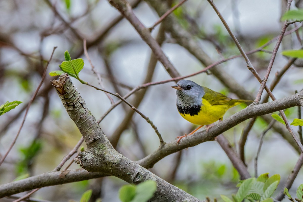 Mourning Warbler - Serena Pedane