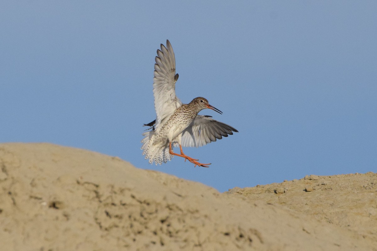 Common Redshank - Andy Zhang