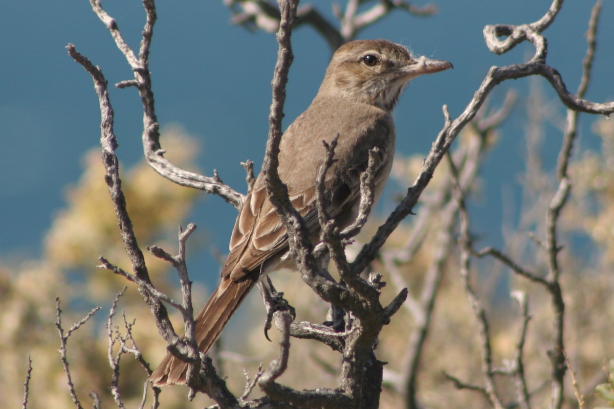 Gray-bellied Shrike-Tyrant - ML238726271