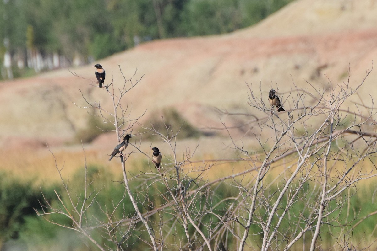 Rosy Starling - Andy Zhang