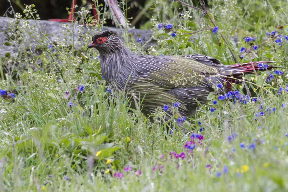 Blood Pheasant - ML23872681