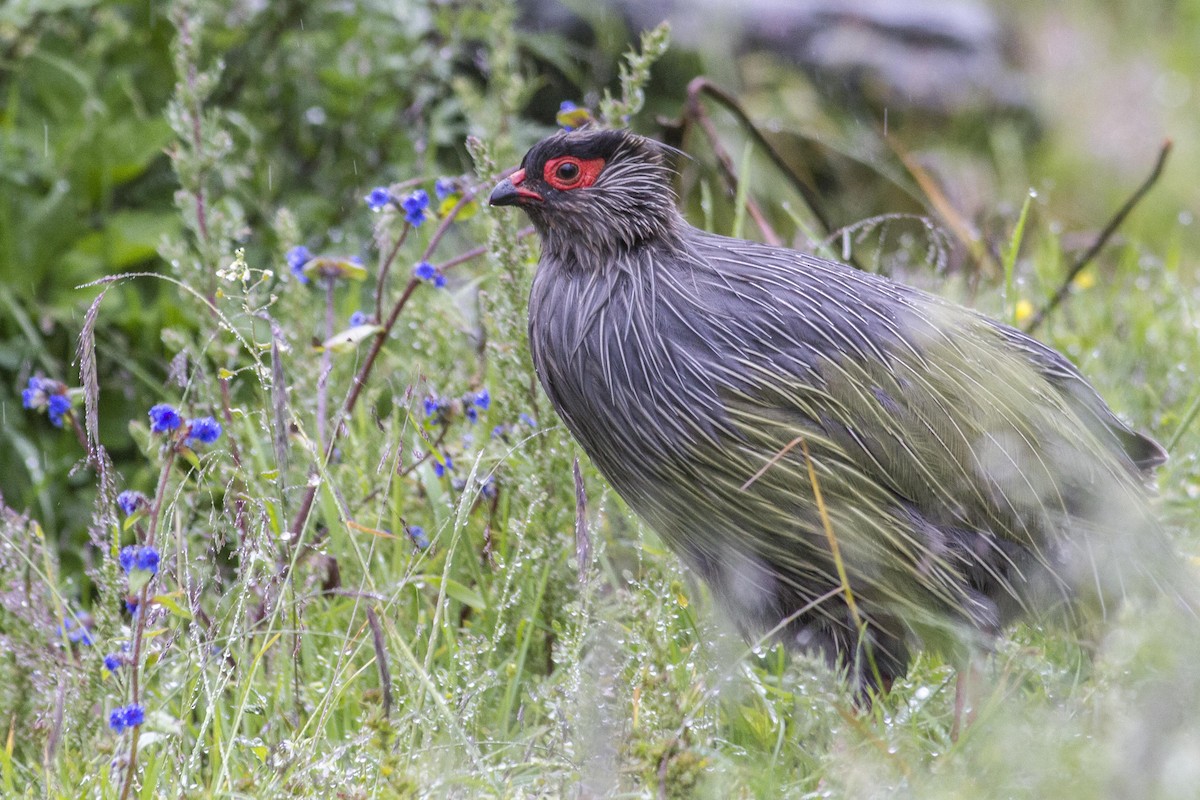 Blood Pheasant - ML23872691