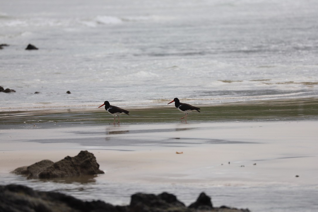 American Oystercatcher - ML238727041