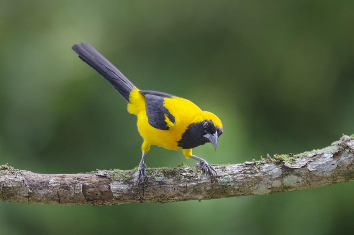 Yellow-backed Oriole - ML238727301