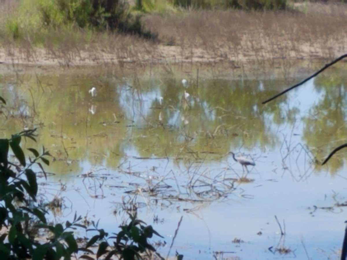 Aigrette neigeuse - ML238727581