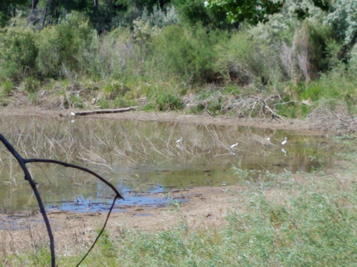 Aigrette neigeuse - ML238727611