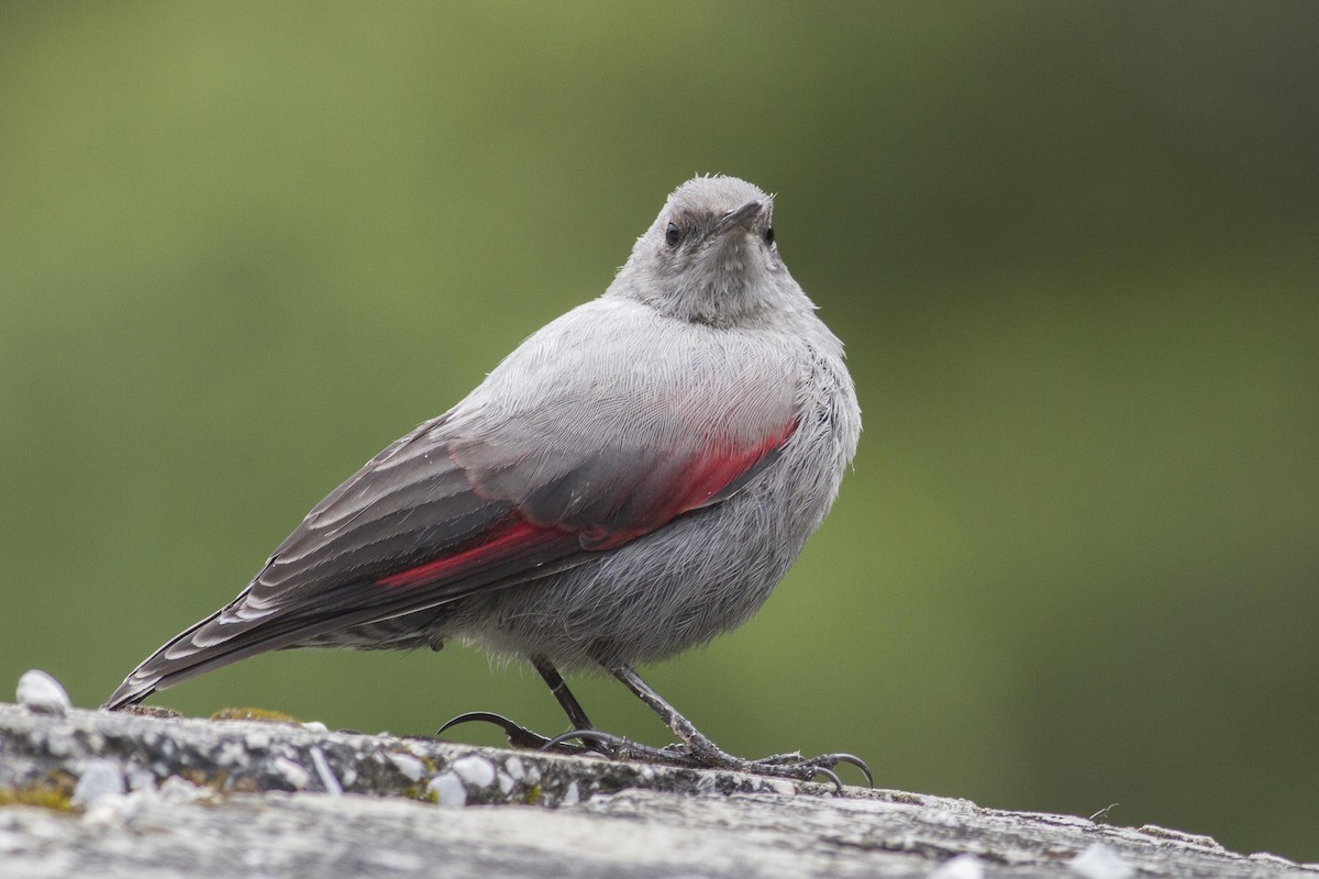 Wallcreeper - ML23872771