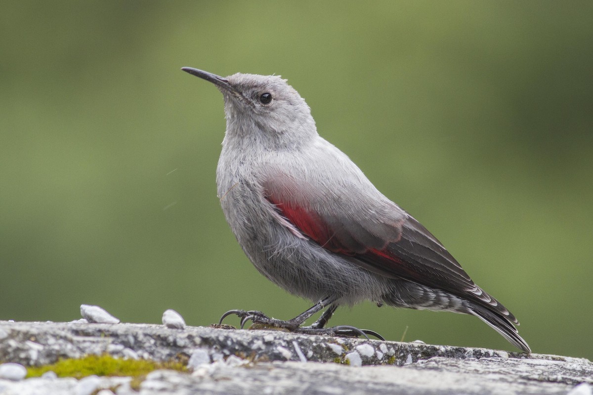 Wallcreeper - ML23872781