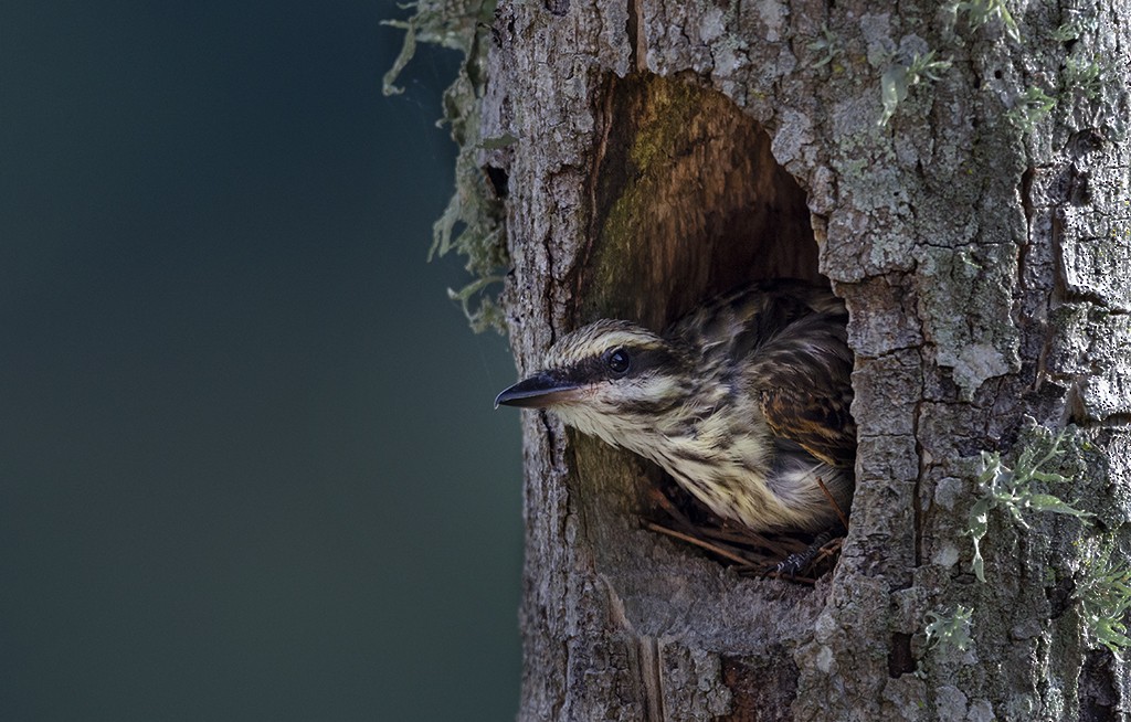 Streaked Flycatcher - ML238727891
