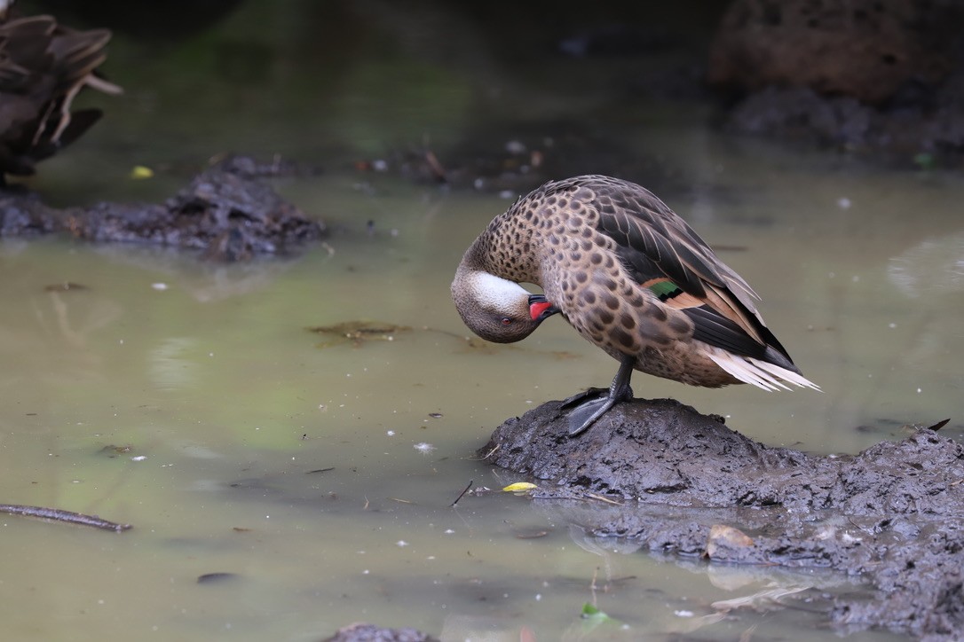 White-cheeked Pintail - ML238728001