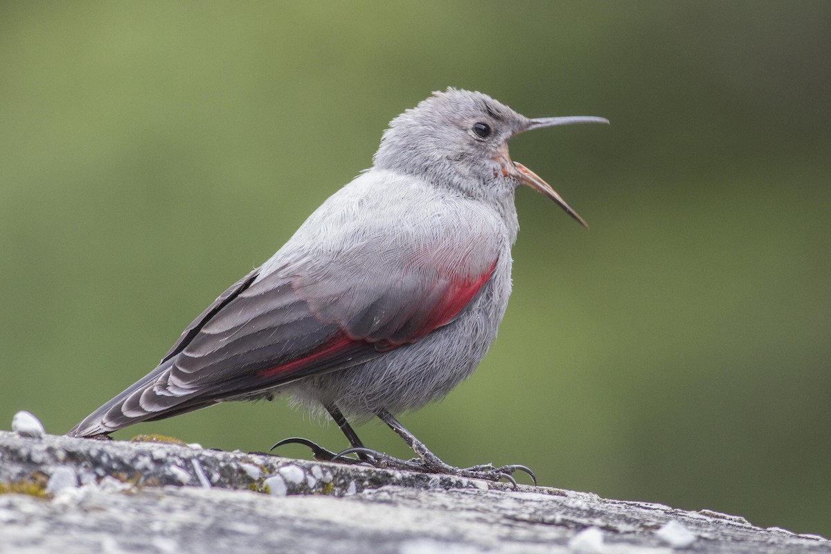 Wallcreeper - ML23872801