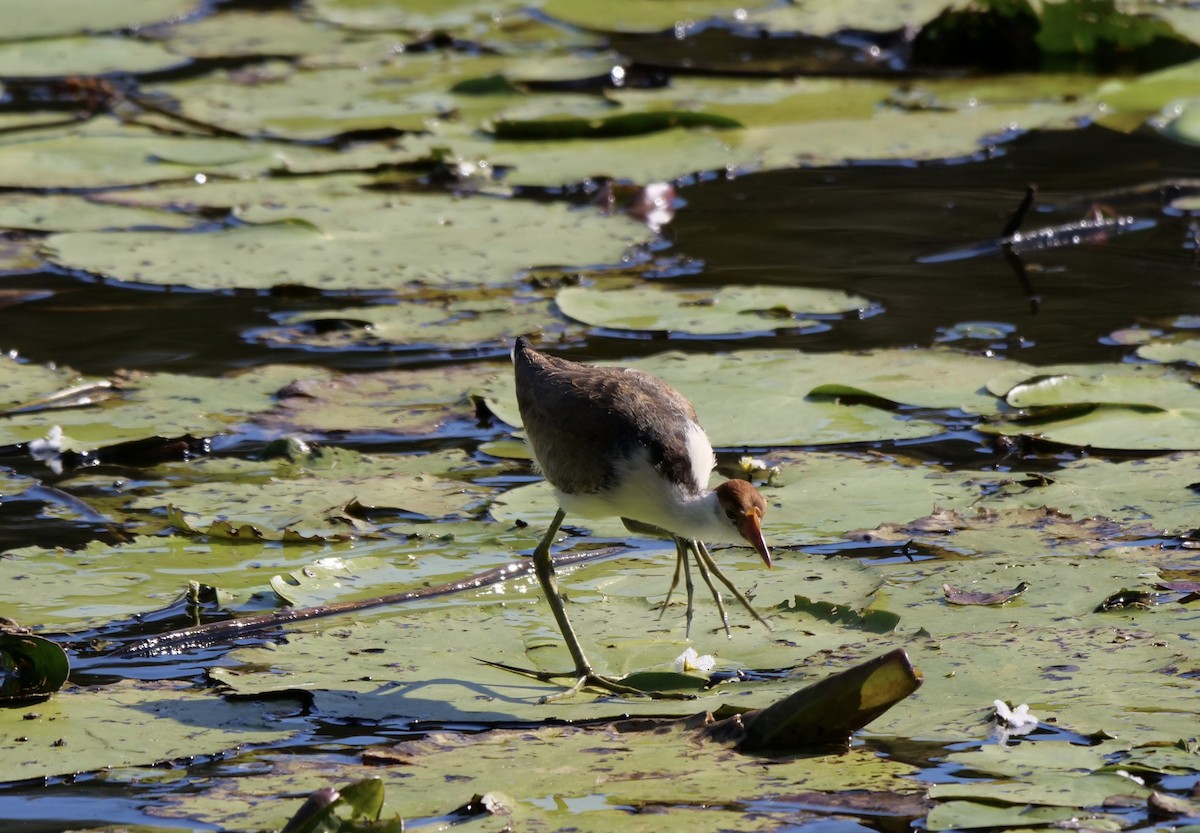 Comb-crested Jacana - ML238728111