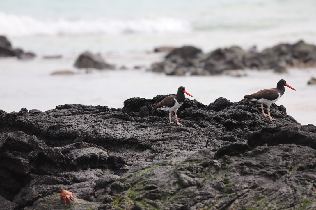 American Oystercatcher - ML238728121