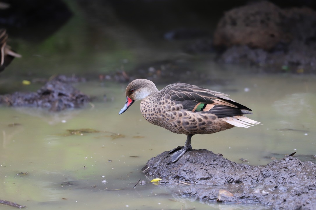 White-cheeked Pintail - ML238728191