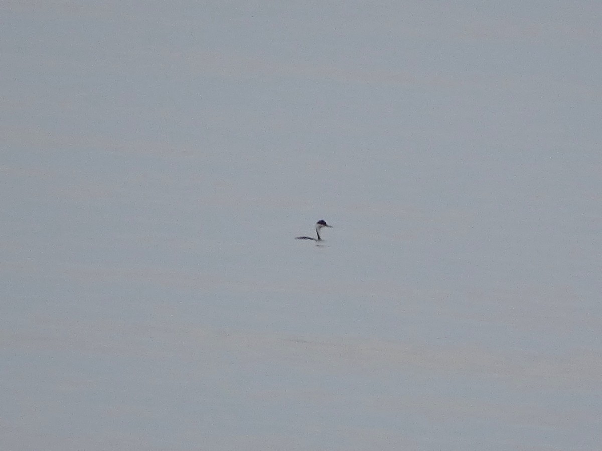 Western Grebe - ML23872821