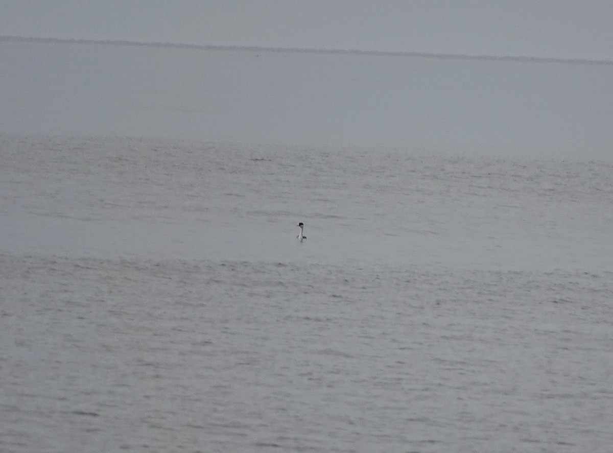 Western Grebe - ML23872841