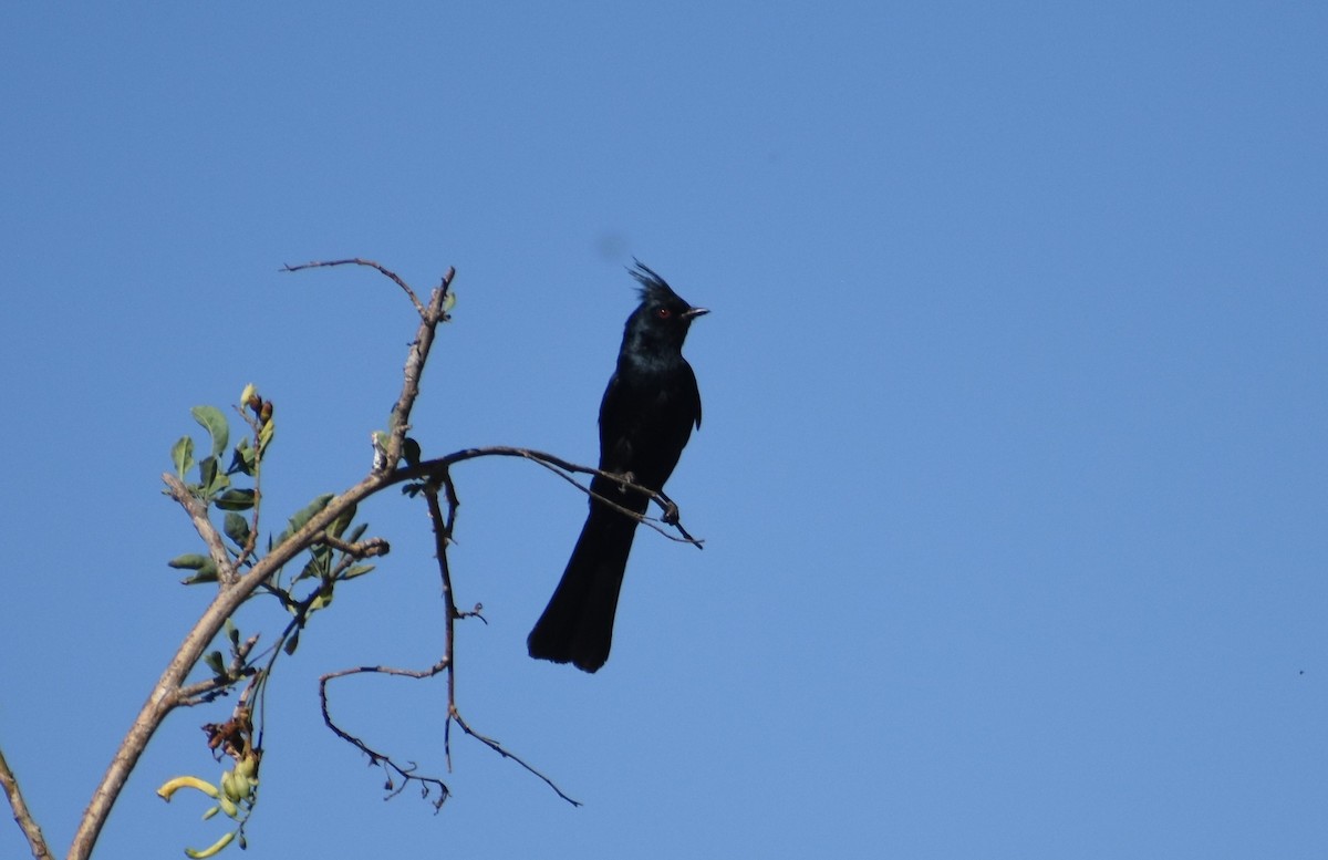 Phainopepla - Marlene  Jennings