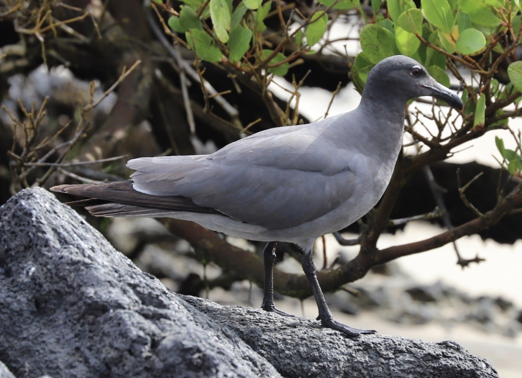 Lava Gull - ML238728951