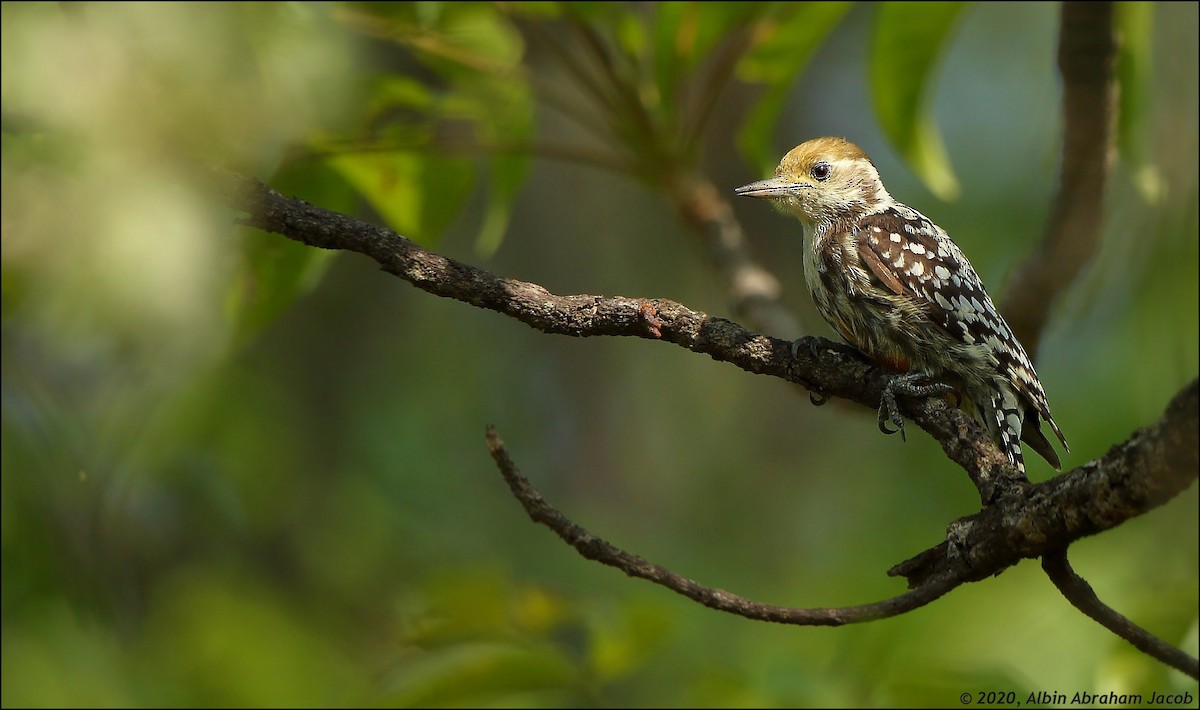 Yellow-crowned Woodpecker - Albin Jacob