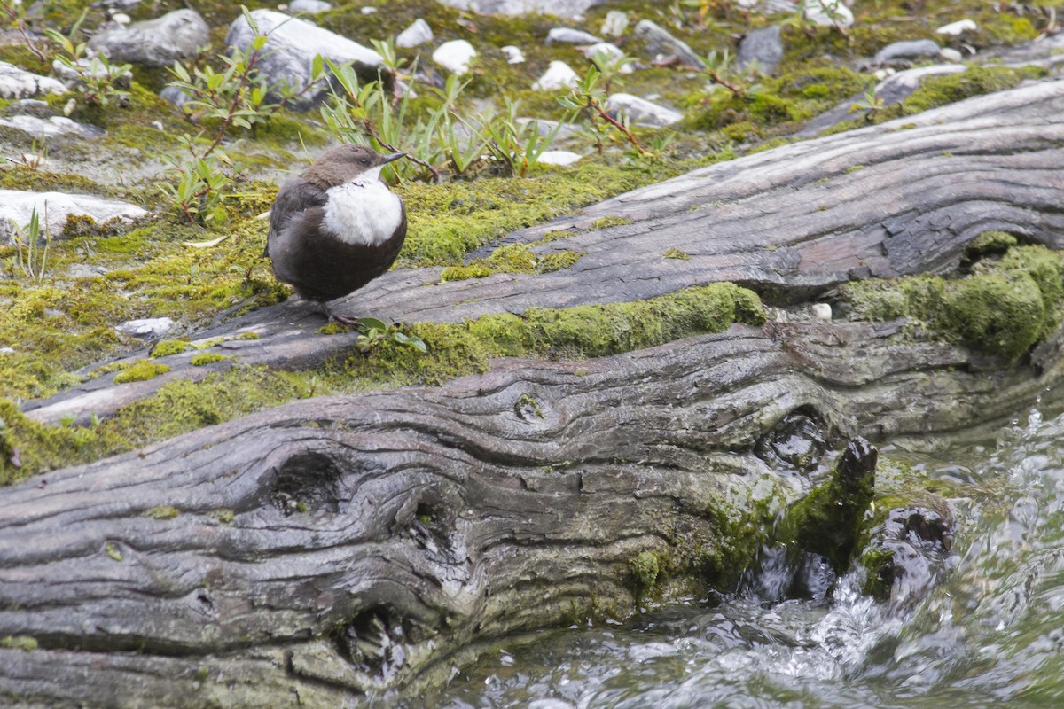 White-throated Dipper - ML23872941