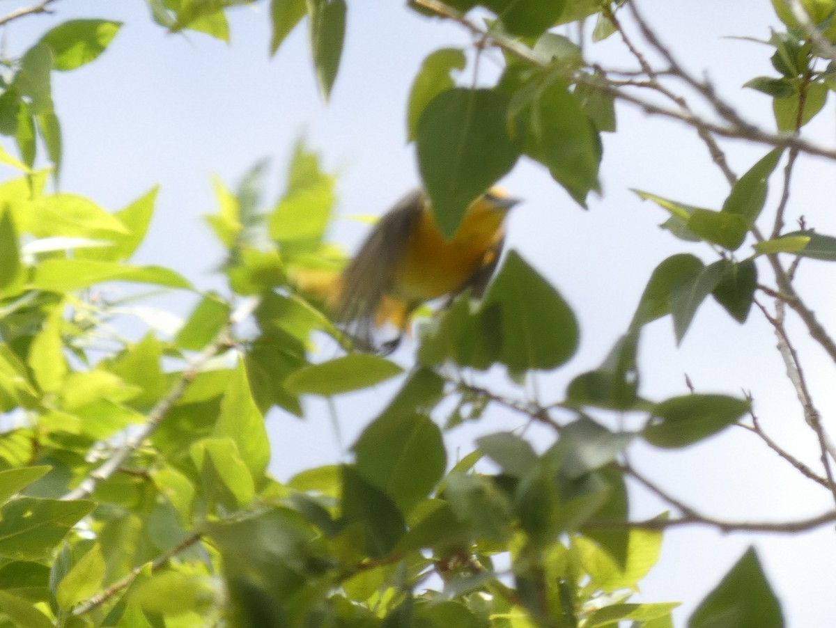 Oriole de Bullock - ML238730021