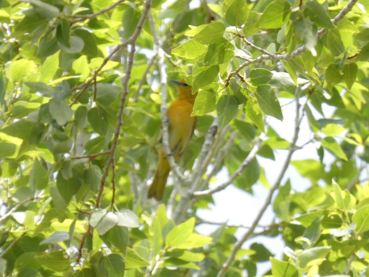 Bullock's Oriole - ML238730041