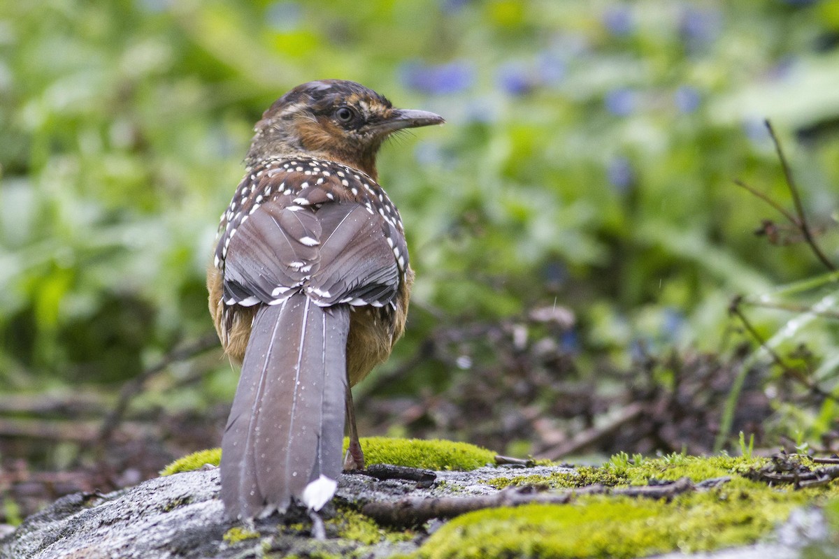 Giant Laughingthrush - ML23873081