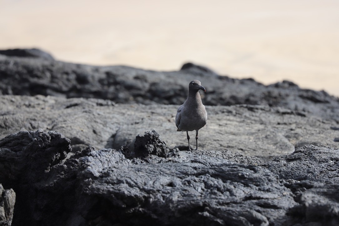 Lava Gull - ML238730851