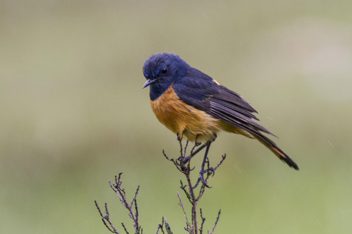 Blue-fronted Redstart - ML23873131