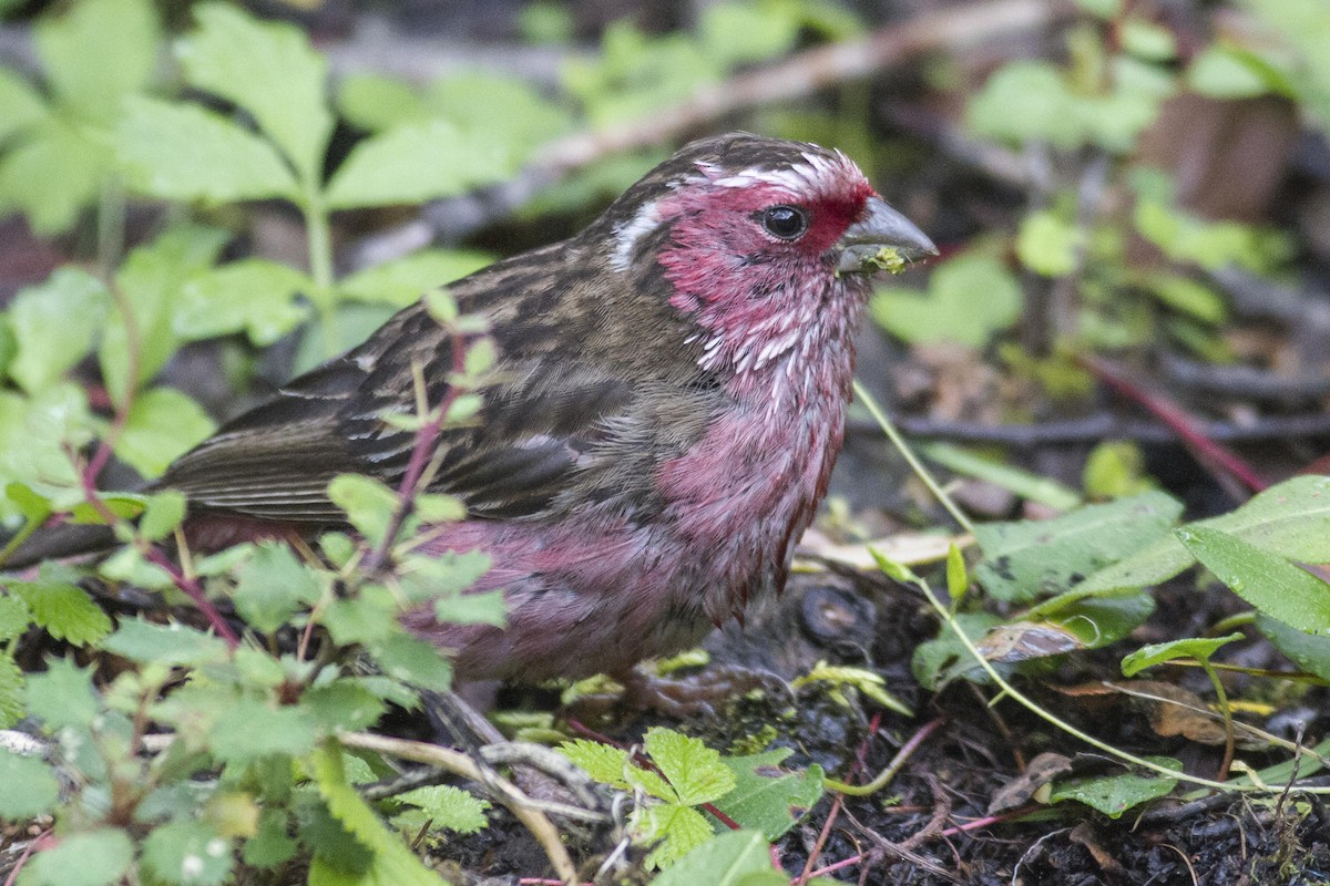 Chinese White-browed Rosefinch - ML23873241